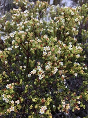 Diosma guthriei