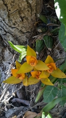 Lycaste