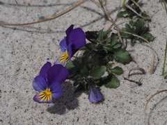 Viola tricolor curtisii
