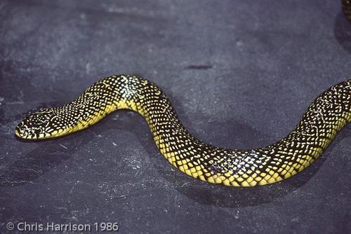 Speckled Kingsnake