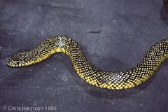 Speckled Kingsnake photo 3
