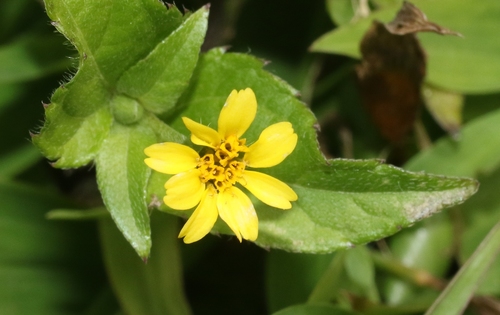 Calyptocarpus vialis