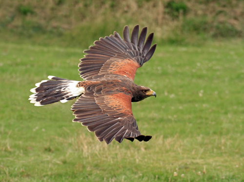 Harris's Hawk, photo 2 of 8