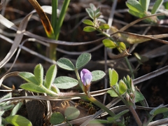 Vicia lathyroides