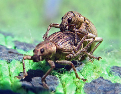Sciaphobus squalidus