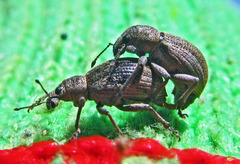 Sciaphobus squalidus