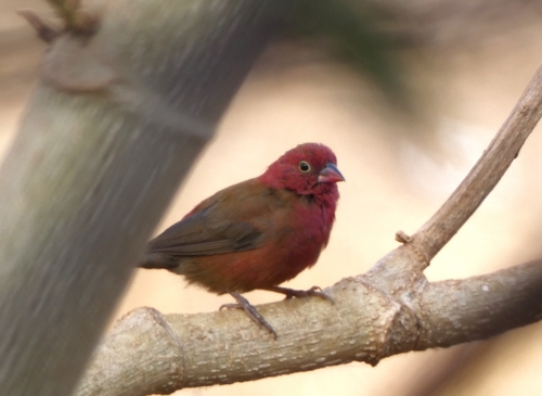 Red-billed Firefinch
