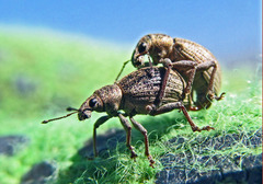 Sciaphobus squalidus