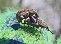 Sciaphobus squalidus
