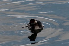 Podiceps nigricollis