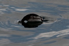 Podiceps nigricollis