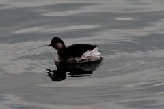 Podiceps nigricollis