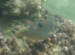 Canthigaster petersii