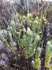 Adenandra obtusata