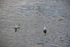 Chroicocephalus ridibundus