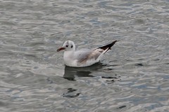 Chroicocephalus ridibundus