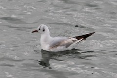 Chroicocephalus ridibundus