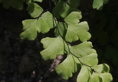 Adiantum bellum