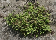 Adiantum bellum
