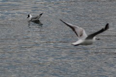 Chroicocephalus ridibundus