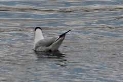 Chroicocephalus ridibundus