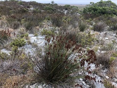 Thamnochortus fraternus