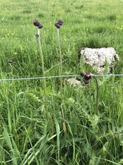 Cirsium rivulare