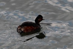 Podiceps nigricollis