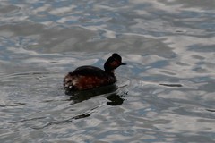 Podiceps nigricollis