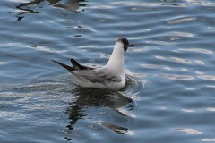 Chroicocephalus ridibundus