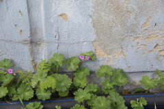 Geranium molle