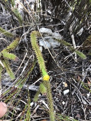 Senecio lycopodioides
