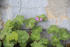 Geranium molle
