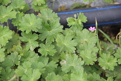 Geranium molle