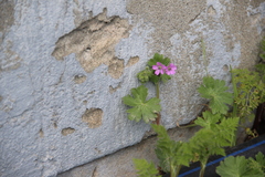 Geranium molle