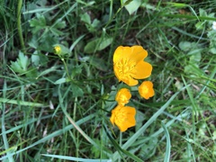 Ranunculus montanus