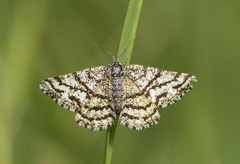 Ematurga atomaria