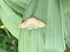 Paratalanta hyalinalis