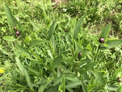 Centaurea nemoralis