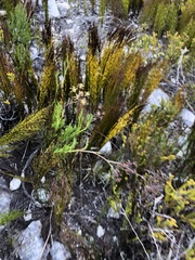 Anginon pumilum