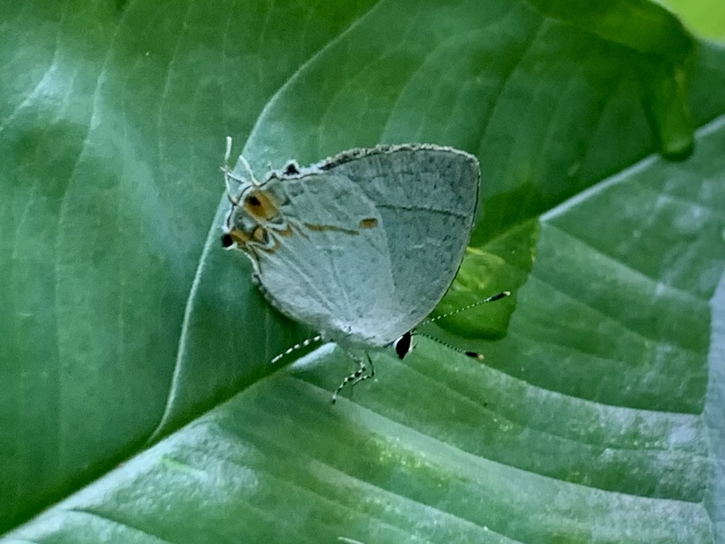 Iaspis andersoni