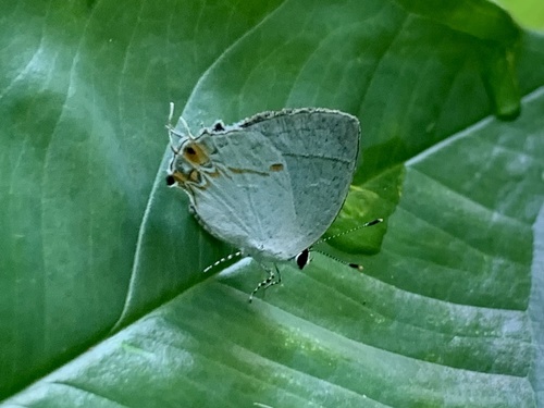 Iaspis andersoni