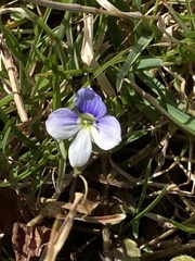 Veronica filiformis