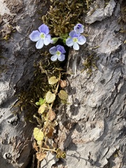 Veronica filiformis