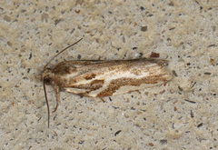 Technitis cataractis