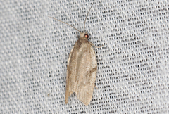 Technitis cataractis