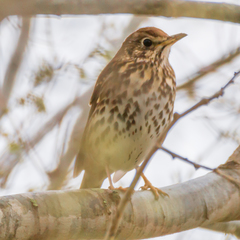 Turdus philomelos
