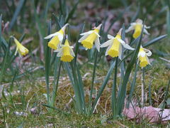 Narcissus pseudonarcissus pseudonarcissus
