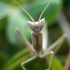 Apteromantis aptera