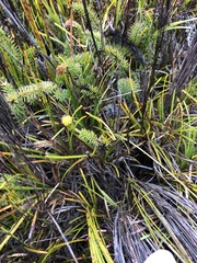 Senecio lycopodioides